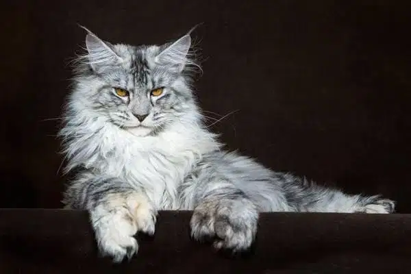 Kucing Mainecoon Pure