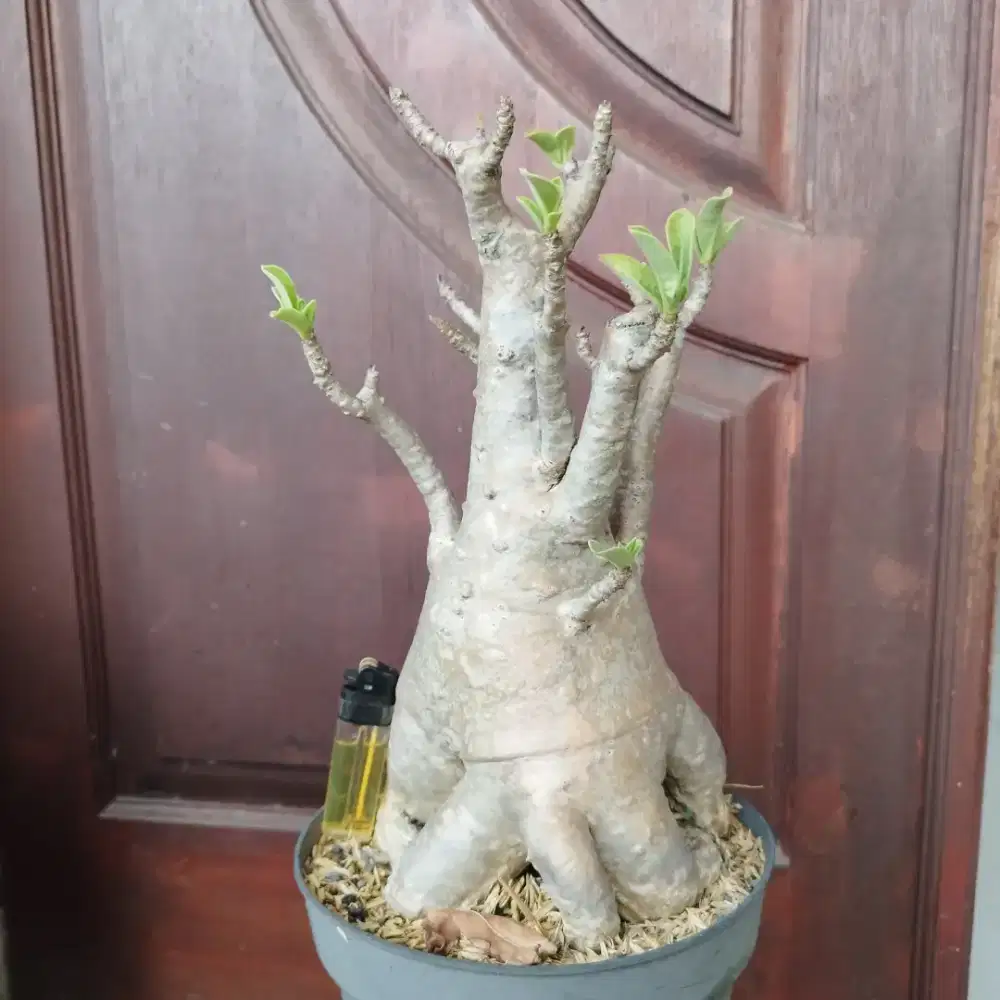 Adenium Arabicum Black Top