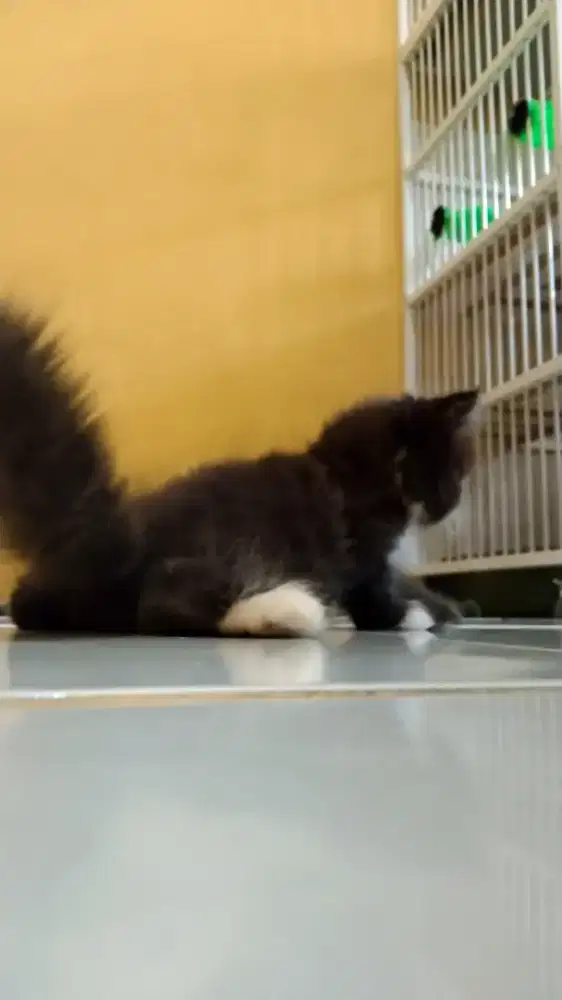 Kitten Persia Peaknose Betina Black White