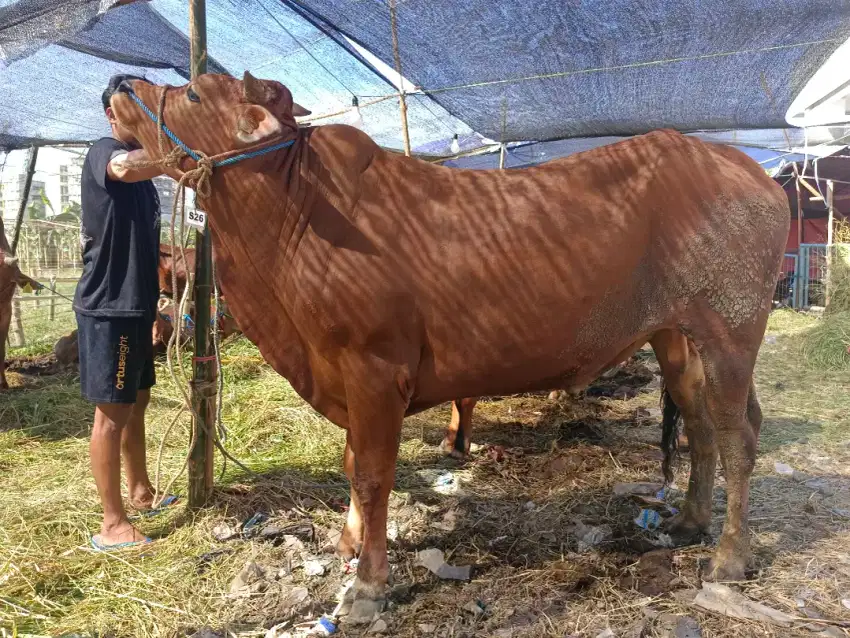 Sapi QurbanBerkwalitas Gratis Ongkir+Gratis Pemeliharaan Sampai Hari H