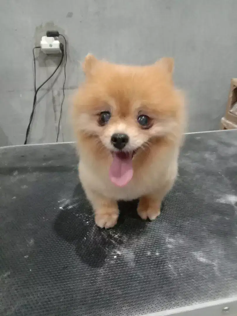 Grooming panggilan kerumah untuk anjing dan kucing (Home service)