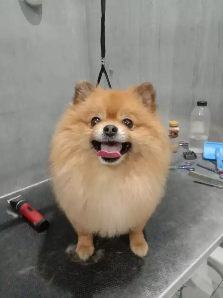 Grooming panggilan kerumah untuk anjing dan kucing (Home service)