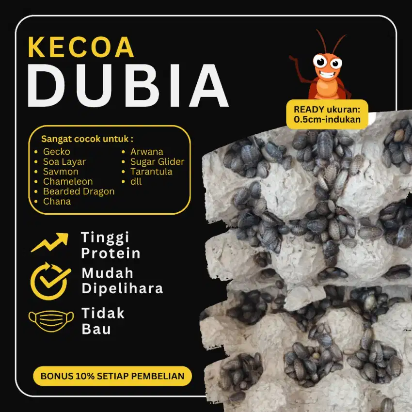 Kecoa Dubia pakan Arwana, Gecko, Bearded Dragon, Sugar Glider, dll