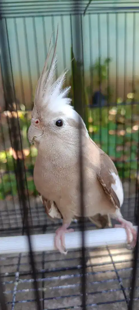 Falk cockatiel australia