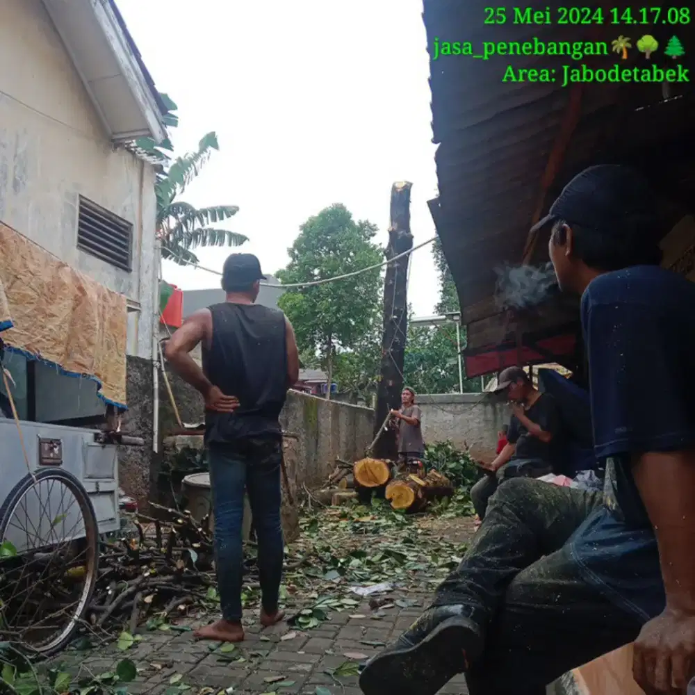 jasa tebang pohon