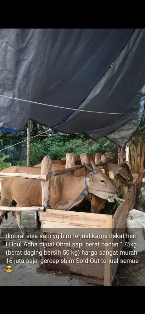 (Sapi Murah daging 50 kg 17 jt saja)