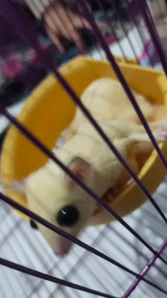 Suger glider leucistic dewasa Hamil Prov 1x