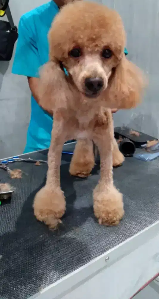 Grooming kucing dan anjing panggilan kerumah ( Home service)