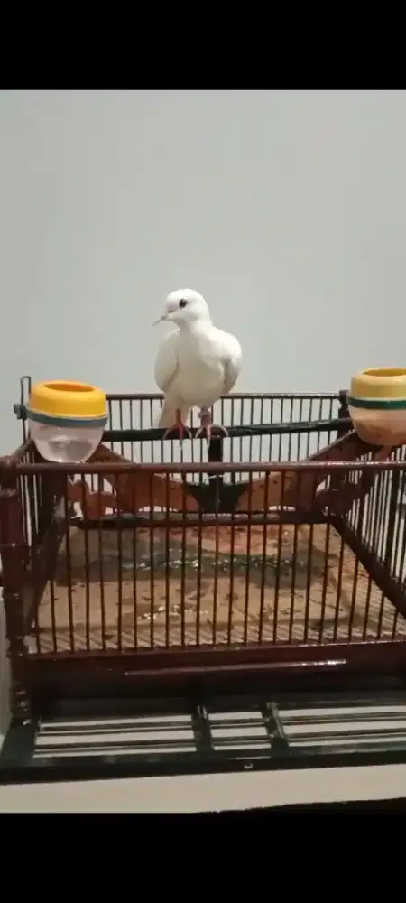 Kandang burung bekas cukup baik