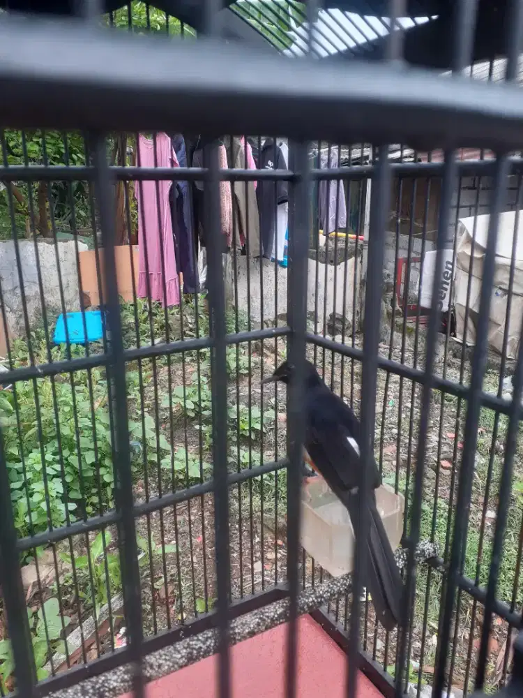 Muray jantan pastol ring solo raya BF jual fulset