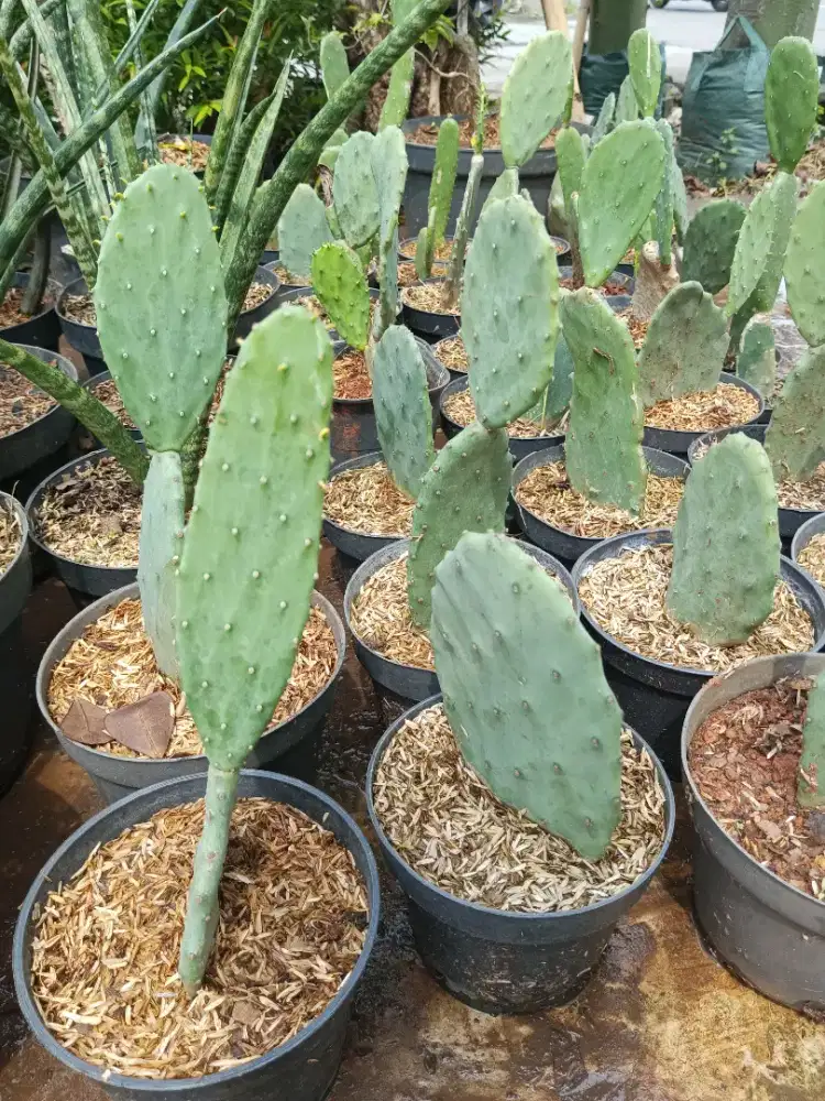 Pohon kaktus centong