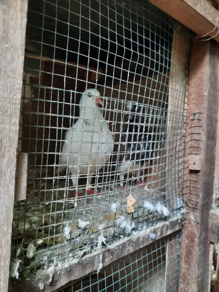 Sepasang Merpati dan bujang