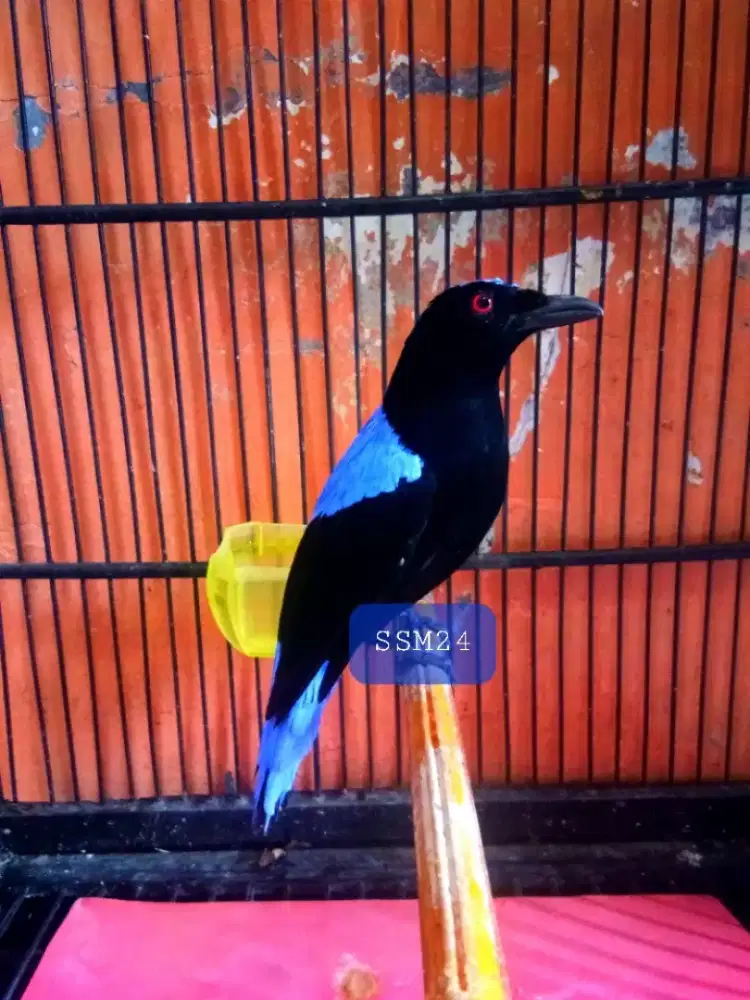 Burung Warna Keren Bunyi/Gacoran Sehat Terawat Koleksi Pribadi Mulus