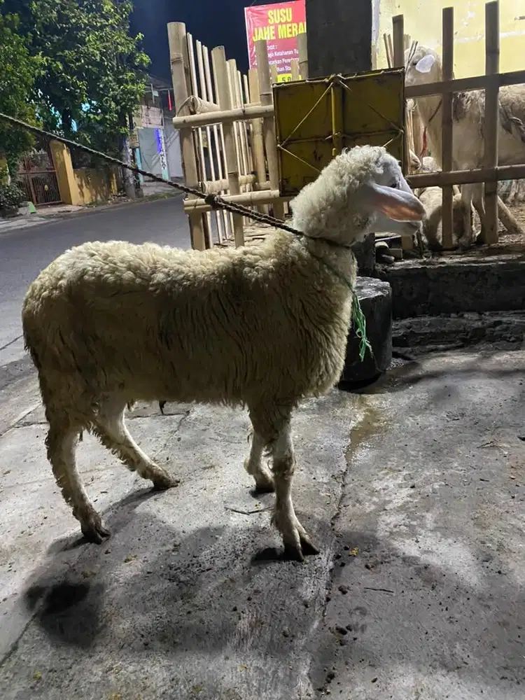 kambing bb 40kg murmer