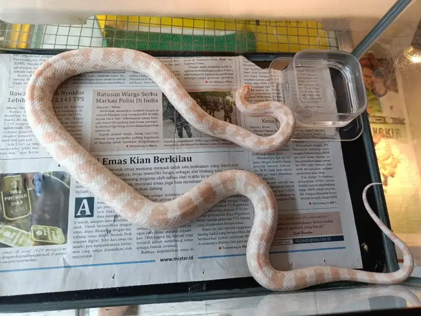 Corn snake snow adult