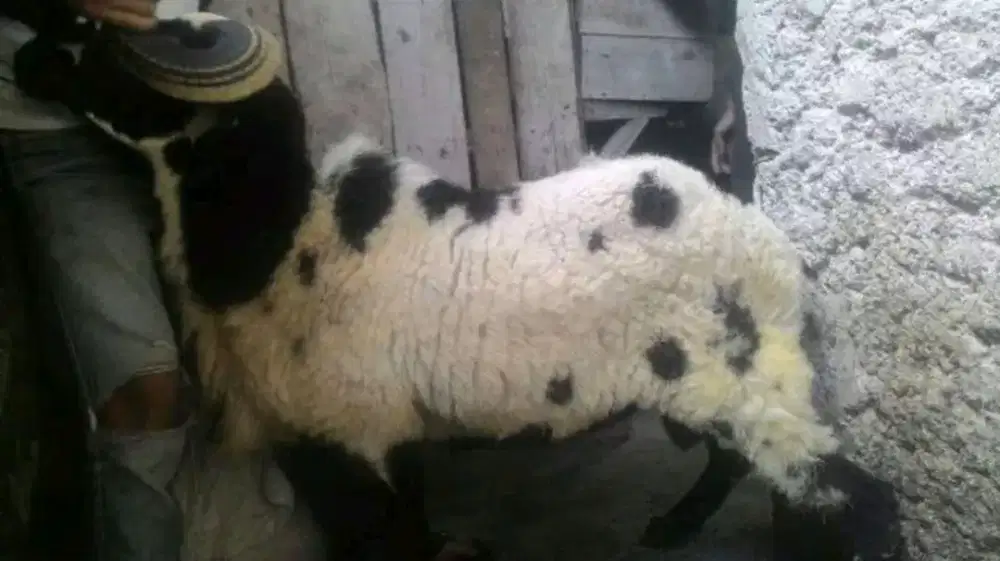 Domba Kambing Kuran dan Akikah