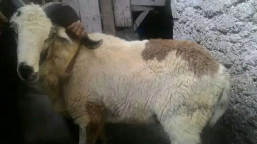 Domba Kambing Aqiqah Akikah