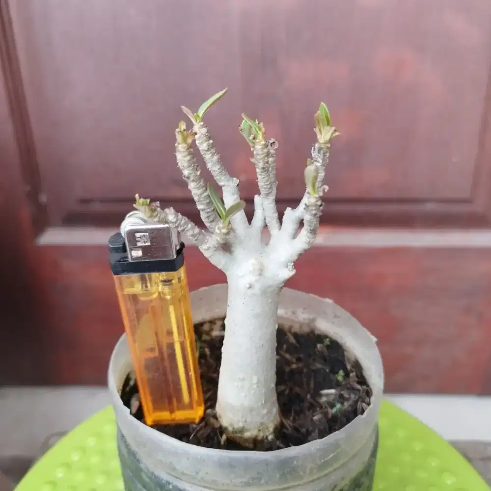 Adenium Black RCN