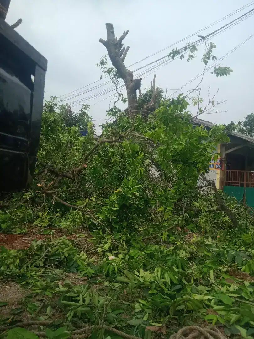 tebang pohon pangkas pohon