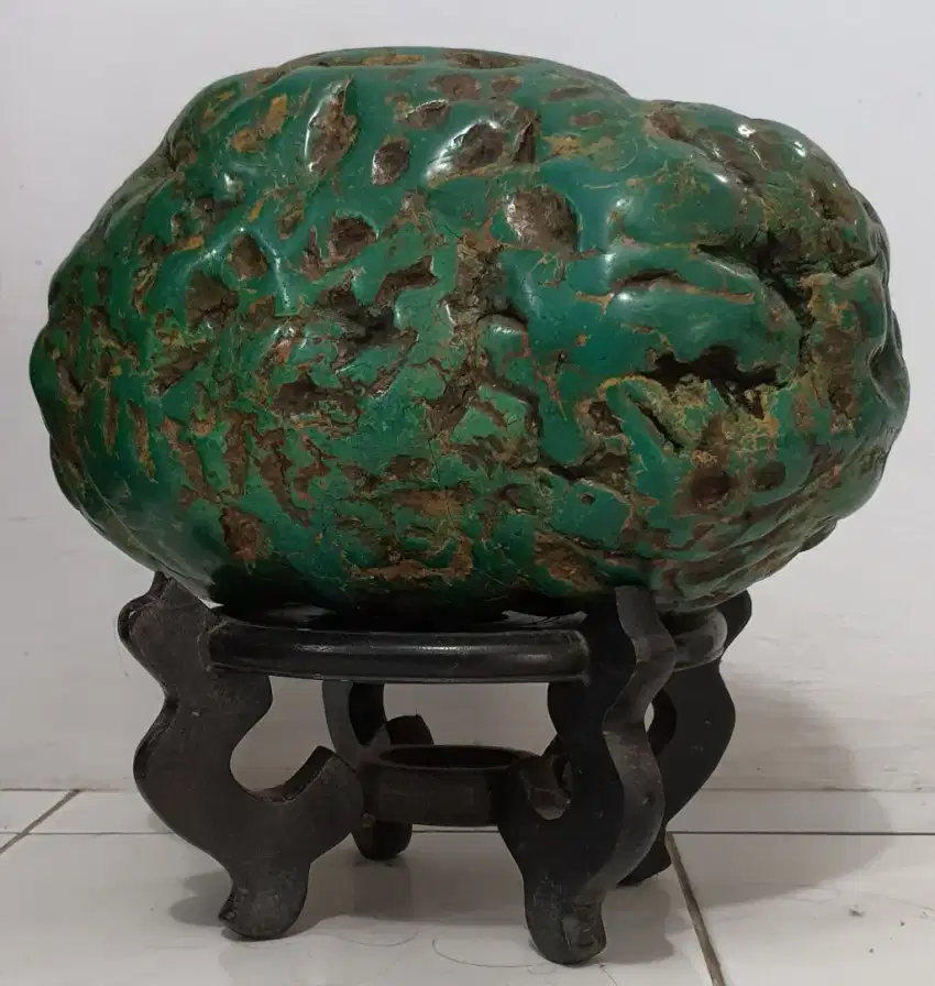 Baru Pirus Persia hijau jumbo
