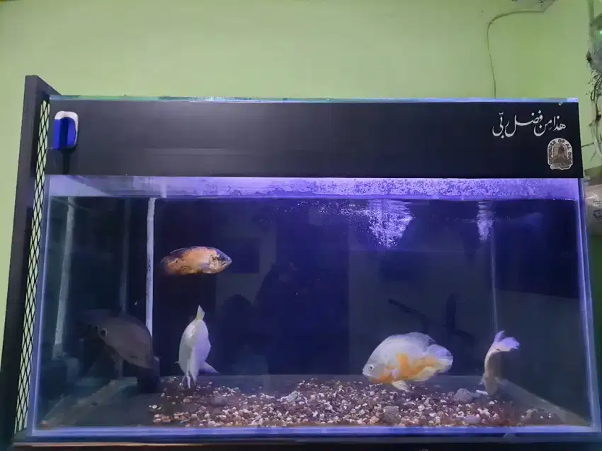 Aquarium jumbo + rak besi kustom dan rak sepatu.