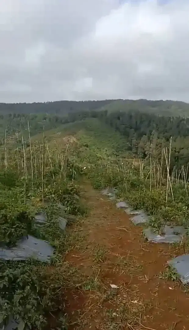 Lokasi Buat pertanian sayur mayur/GRENHOUS MDPL 1200 Di cianjur