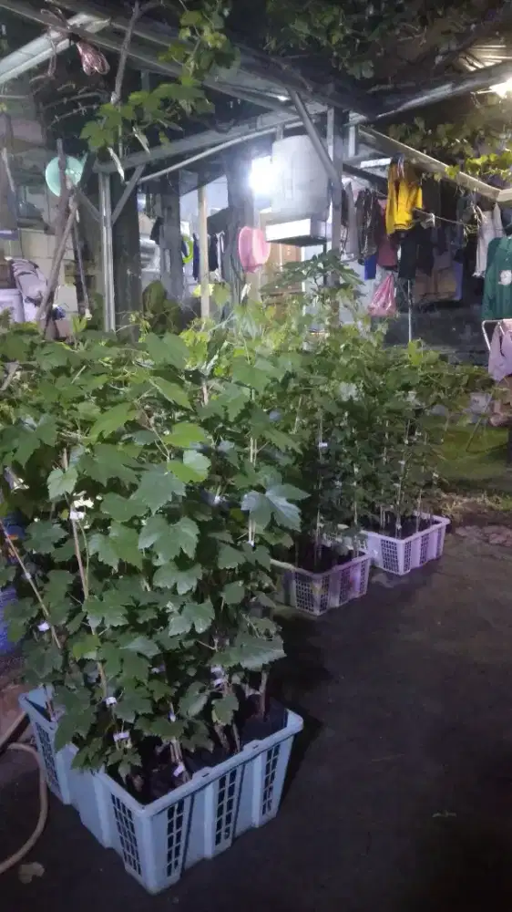 Bibit anggur manis import