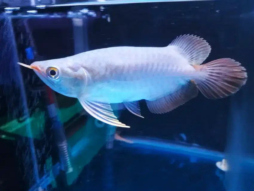 Ikan Arwana Super red Chili short body king arowana