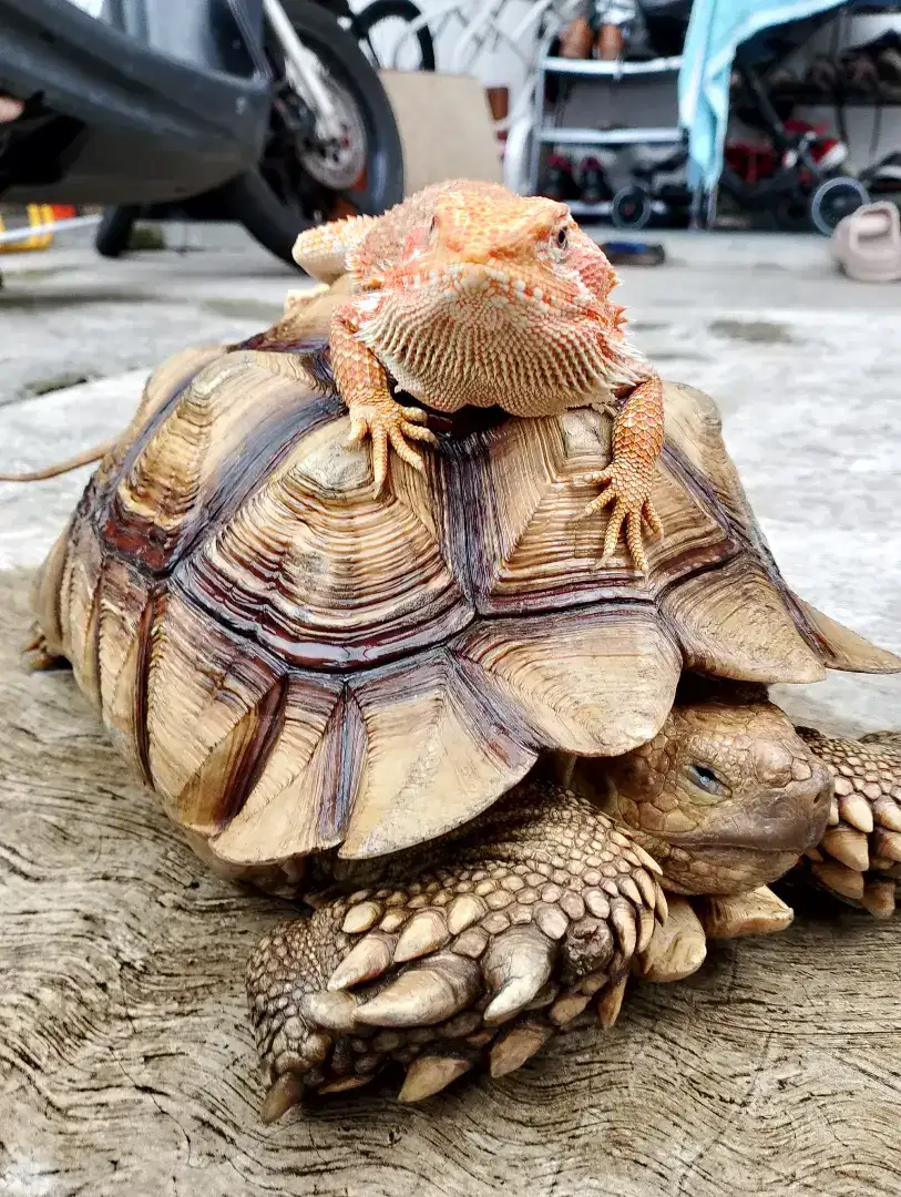 Kura kura darat tortoise sulcata no 3 terbesar didunia