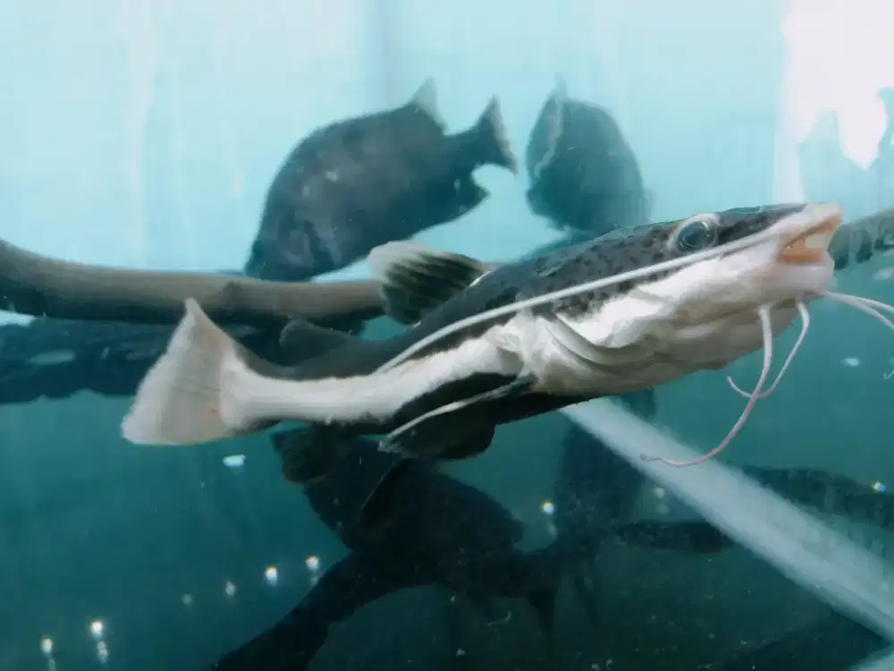 Rtc lokasi sawangan pasir putih