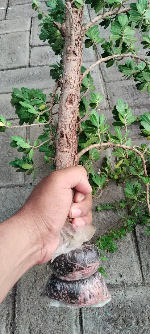 Bonsai santigi turun cangkok