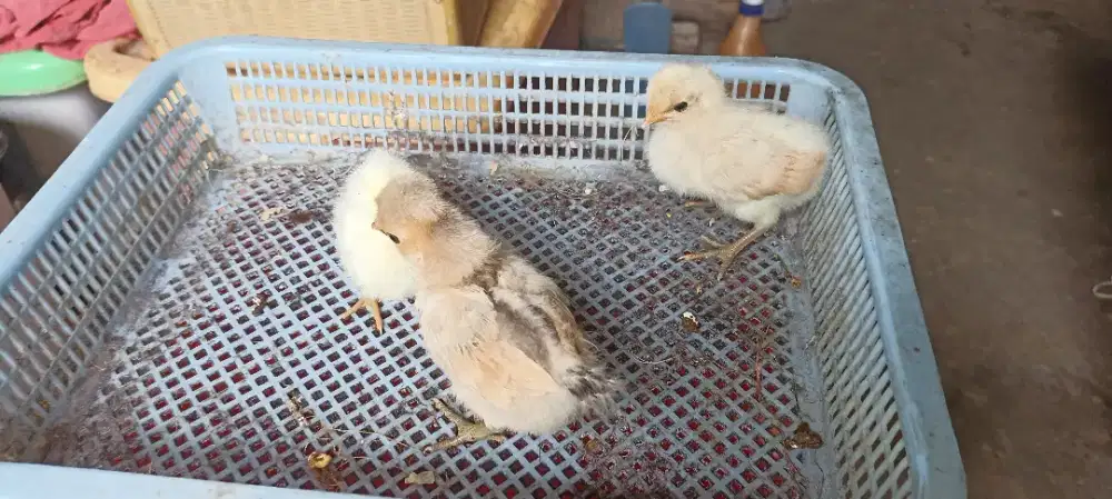 Ayam polandia anakan