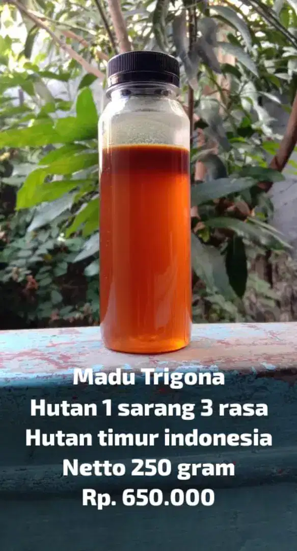 Madu trigona baru