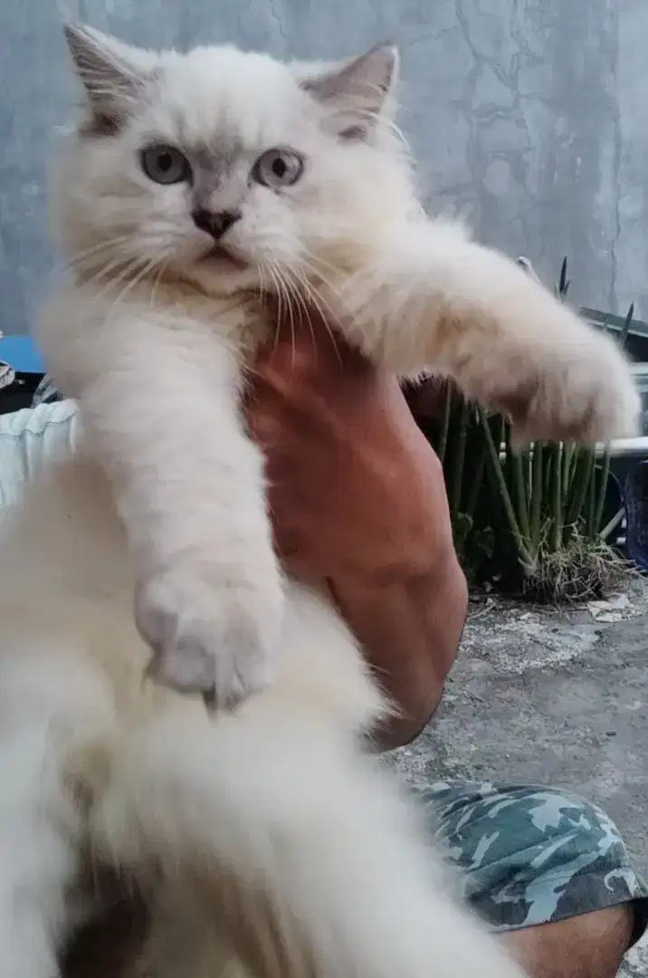 Kucing persia ragdoll usia 5 bulan