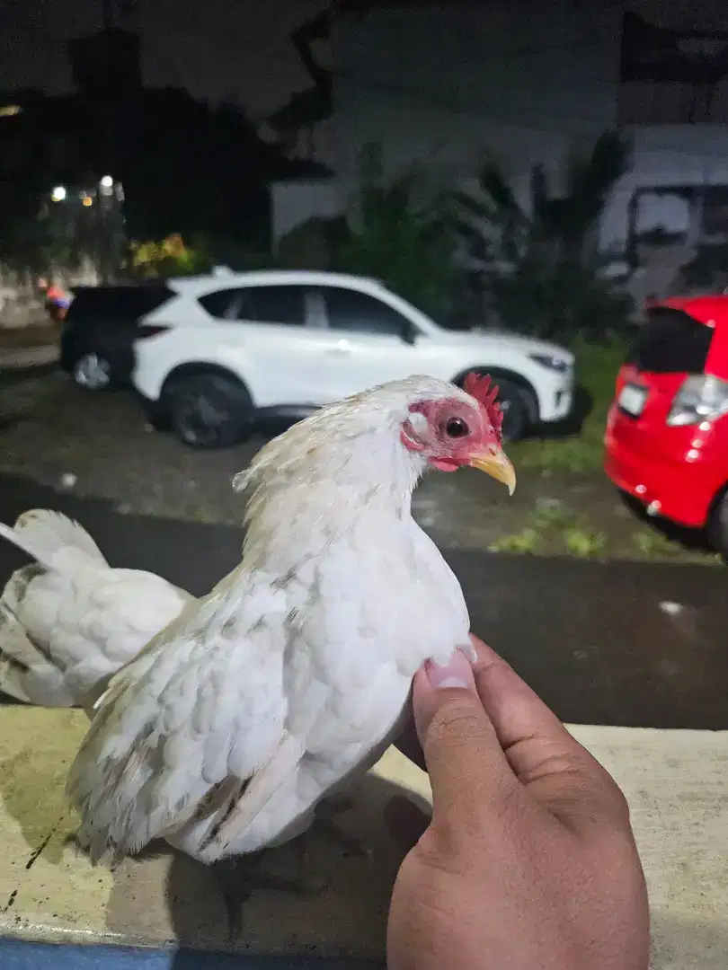 Ayam Serama Super