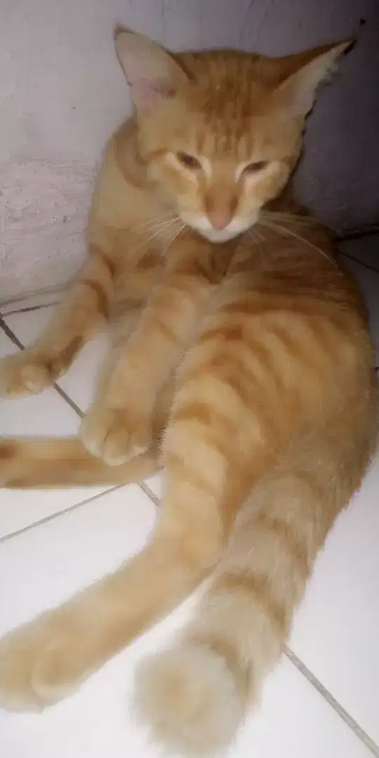 Kucing oyen Tobi jantan keturunan anggora