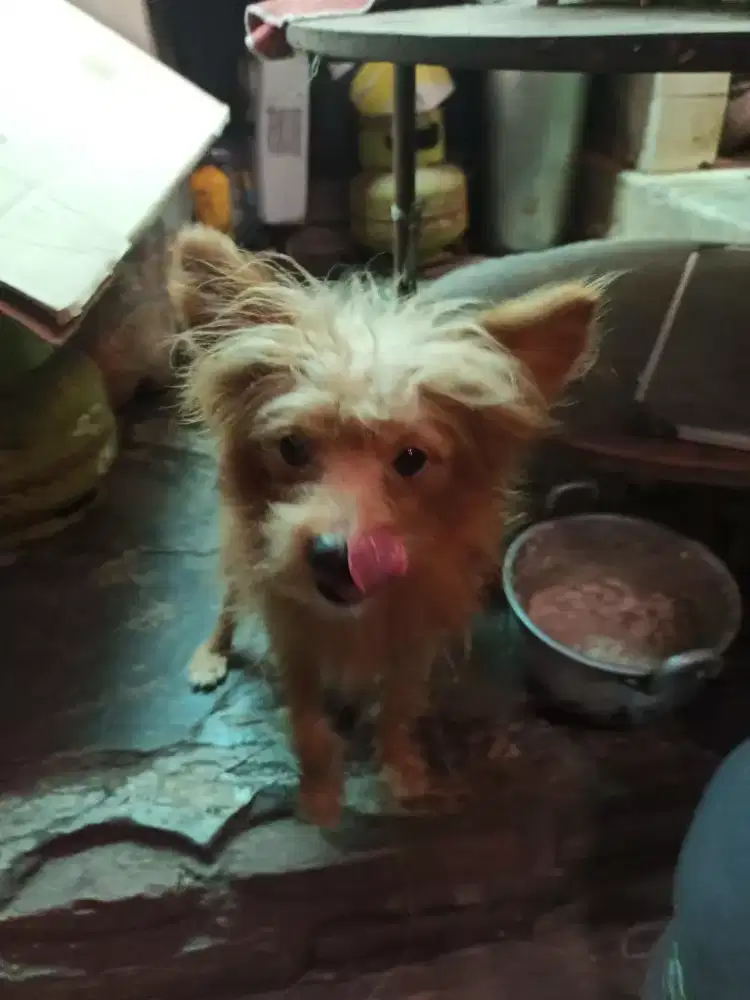 Mix.poodle+cihuahua usia 1 tahun