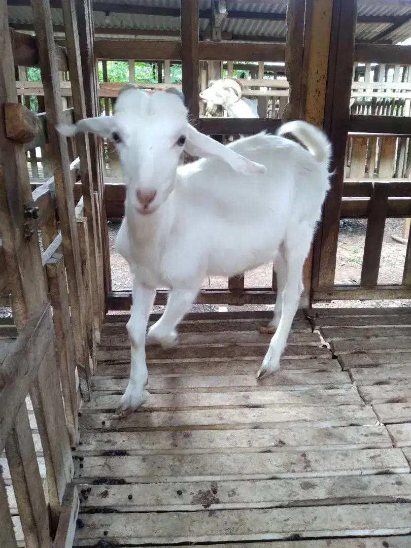 kambing jantan sapera