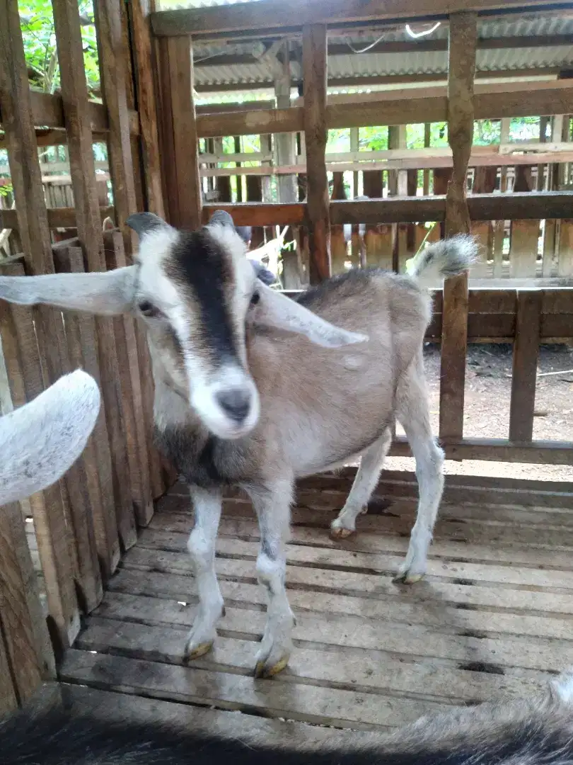 kambing sapera jantan