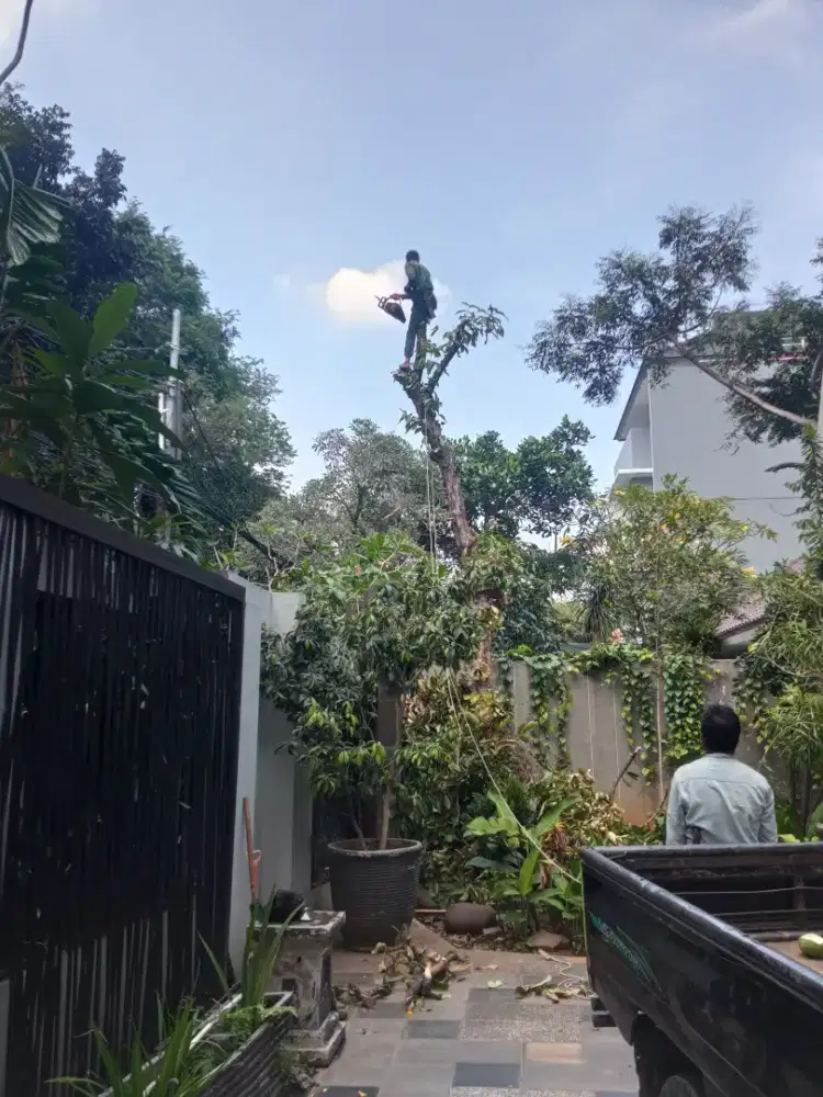 Jasa tebang pohon dan pembersihan lahan