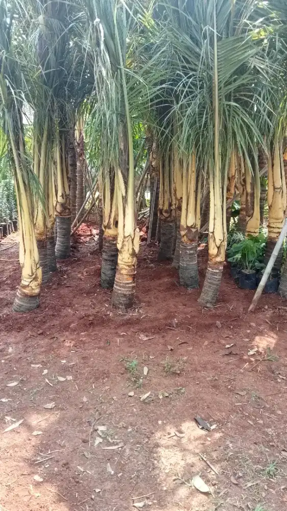 Pohon kelapa gading kuning