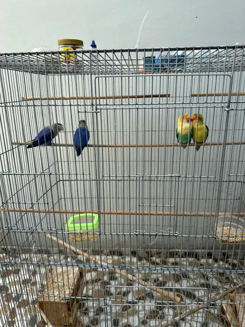 Lovebird 2 pasang fullset dengan kandang