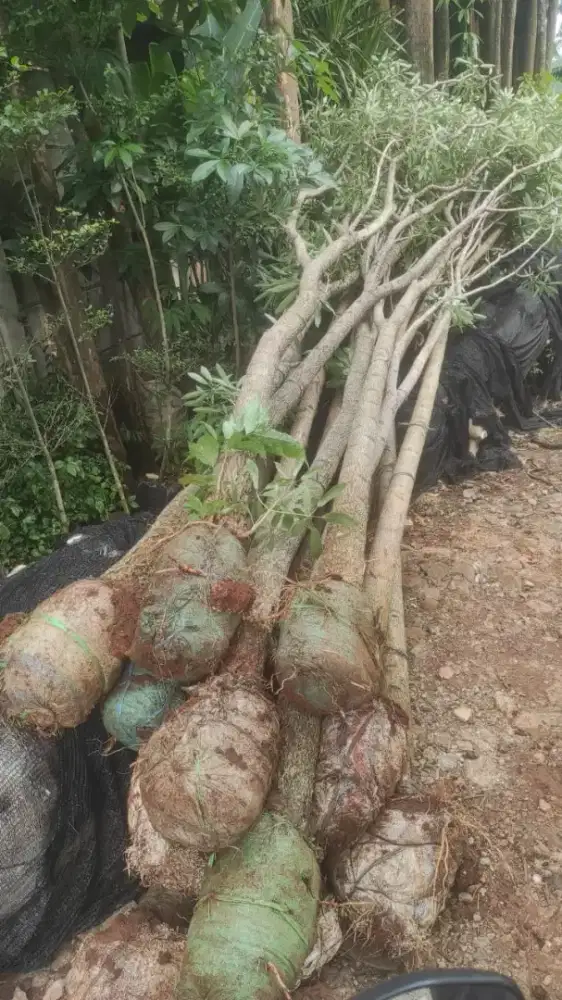 Tanaman tabebuya kuning /pink