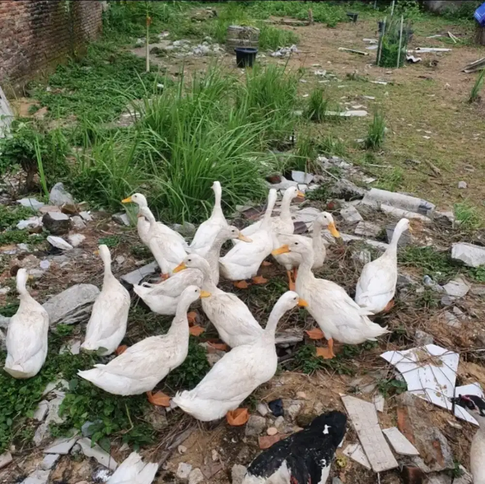 Bebek Peking Putih Dewasa