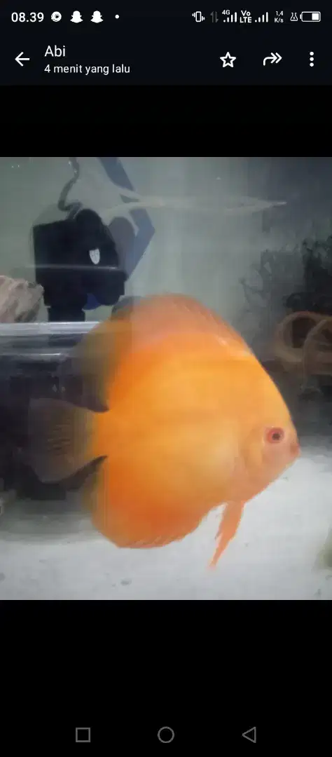 Di jual Ikan Discus