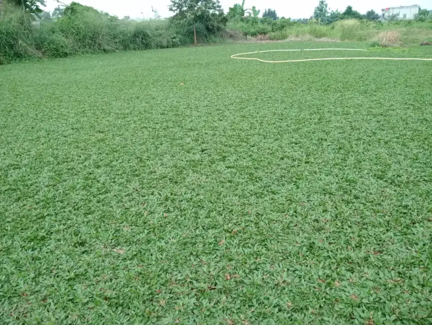 Jual berbagai jenis rumput taman