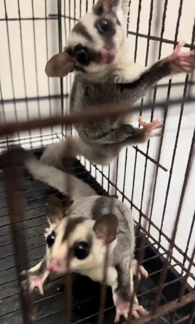 Sepasang joey sugar glider White Face dan Classic Grey beda indukan