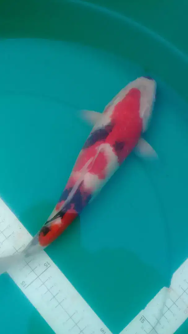 Ikan koi Showa 37cm warna merah