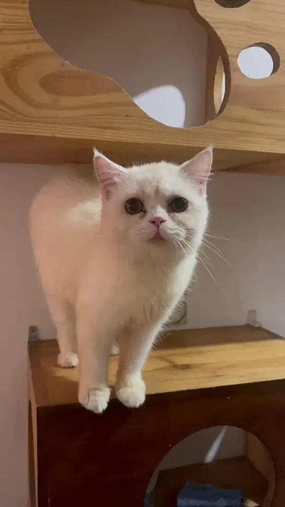 KUCING BRITISH SHORT HAIR JANTAN MIX BEKASI