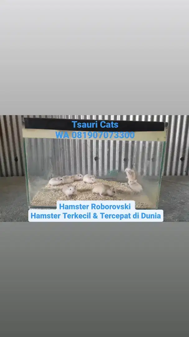 Hamster Roborovski 
Hamster Terkecil & Tercepat di Dunia